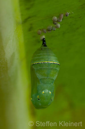 249 Afrikanischer Monarch - Danaus chrysippus